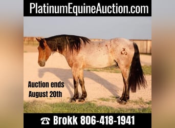 Quarter horse américain, Hongre, 7 Ans, 150 cm, Roan-Bay, in Amarillo TX,