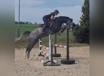 Holstein, Gelding, 4 years, 17 hh, Gray, in Chemnitz,