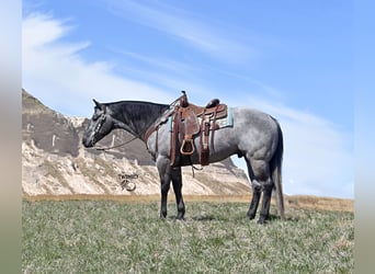 American Quarter Horse, Wallach, 4 Jahre, 155 cm, Schimmel, in Bayard, Nebraska,