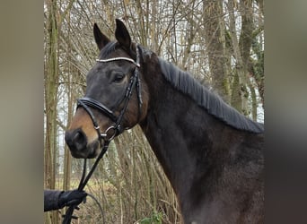 Weitere Warmblüter, Wallach, 5 Jahre, 168 cm, Schwarzbrauner, in Wachtendonk