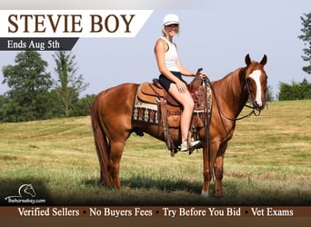 Stevie Boy