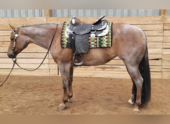 American Quarter Horse, Stute, 11 Jahre, 158 cm, Roan-Bay, in Saint-Setiers