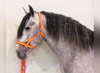 PRE Mix, Stallion, 4 years, 16 hh, Gray, in Alicante,