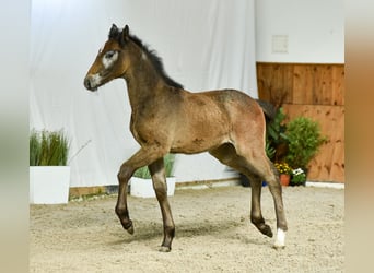 Oldenburg-International (OS), Mare, Foal (01/2024), Gray, in Wysin,