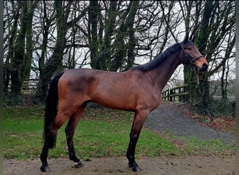 KWPN, Gelding, 4 years, 16,2 hh, , in GROTE-BROGEL