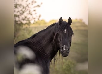 Arabian horses, Stallion, 13 years, 15.2 hh, Black, in Hobro