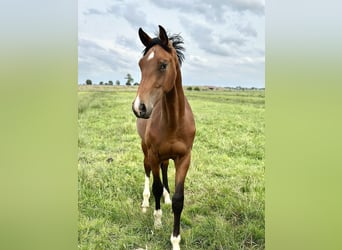 Westphalien, Étalon, 2 Ans, 172 cm, Bai, in Garrel