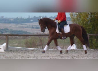 PRE, Stallion, 10 years, 15.3 hh, Chestnut-Red, in Valverde Del Majano,