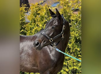 KWPN, Klacz, 16 lat, 163 cm, , in Nettetal