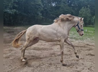 Hengst 8 Jahre