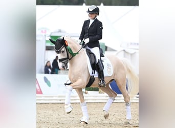 Poney de selle allemand, Jument, 6 Ans, 153 cm, Palomino, in Jüchen