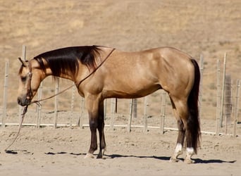 American Quarter Horse, Wallach, 6 Jahre, 152 cm, Buckskin, in Tres Pinos