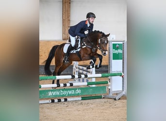 Poney de selle allemand, Étalon, 6 Ans, 147 cm, Bai, in Gersthofen,