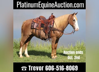 Tennessee Walking Horse, Castrone, 16 Anni, 152 cm, Sauro ciliegia, in Whitley city KY,