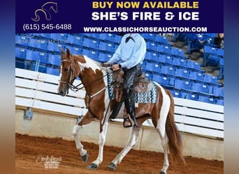 Spotted Saddle Horse, Merrie, 3 Jaar, 152 cm, Roodvos, in Frankewing, TN,