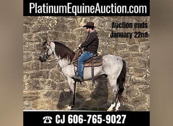 Tennessee walking horse, Hongre, 11 Ans, 152 cm, Rouan Bleu, in Whitley City KY,