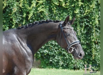 Hannover, Castrone, 4 Anni, 168 cm, Morello, in Osnabrück