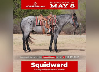 Quarter horse américain, Hongre, 7 Ans, 152 cm, Rouan Bleu, in Canadian, TX,