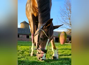 Oldenbourg, Jument, 5 Ans, 173 cm, Alezan brûlé, in Pulheim