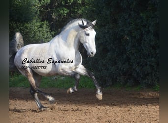 PRE Mestizo, Semental, 7 años, 158 cm, Tordo rodado, in Vejer de la Frontera,
