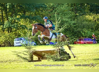 Tsjechisch warmbloed, Ruin, 7 Jaar, 167 cm, Gevlekt-paard, in Traidendorf