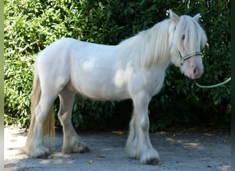 Gypsy Horse, Gelding, 6 years, 13.2 hh, Gray, in Lathen,