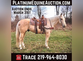 Quarter horse américain, Hongre, 10 Ans, Palomino, in North Judson IN,