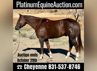American Quarter Horse, Gelding, 7 years, 15.1 hh, Chestnut, in Bitterwater CA,