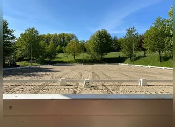 Professioneller und immer pro Pferd eingestellter Berittplatz  Professioneller und immer pro Pferd eingestellter Berittplatz