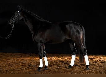 Tysk sporthäst, Sto, 7 år, 164 cm, Rökfärgad svart, in Bad Tölz,