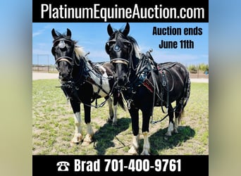 Friesian horses, Gelding, 5 years, 16.2 hh, Tobiano-all-colors, in Bismark ND,