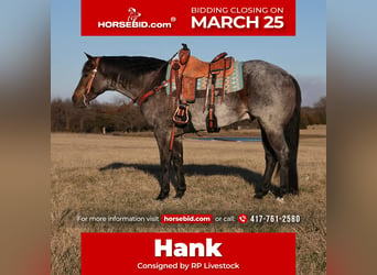 Quarter horse américain, Hongre, 5 Ans, 152 cm, Rouan Bleu, in Buffalo,