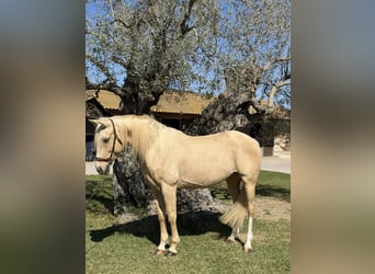 Pozostałe rasy, Klacz, 8 lat, 160 cm, Izabelowata, in Xabia/Javea