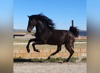 PRE Mix, Stallion, 5 years, 16 hh, Black, in Madrid,