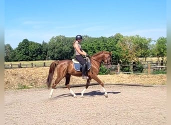 Andaluces Mestizo, Caballo castrado, 4 años, 153 cm, Alazán, in Karlshuld