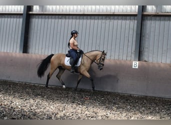 Andalusian Mix, Gelding, 4 years, 15.1 hh, Dun, in Den Haag,