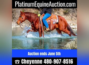 American Quarter Horse, Ruin, 8 Jaar, in Stephenville TX,
