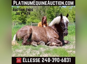 Percheron, Stute, 4 Jahre, Brauner, in Howell MI,