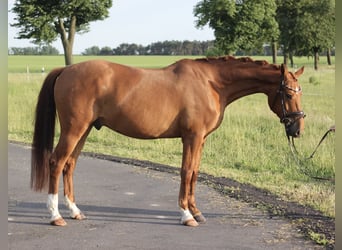 Pony tedesco, Castrone, 4 Anni, 147 cm, Sauro, in Trebbin,