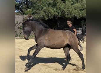 PRE, Yegua, 2 años, 154 cm, Tordo, in Tarifa