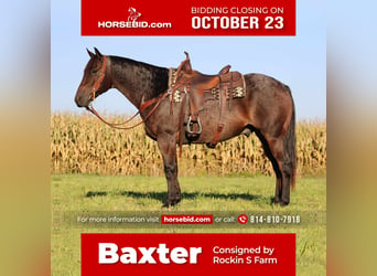 Quarter horse américain, Hongre, 15 Ans, 155 cm, Roan-Bay, in Rebersburg, PA,
