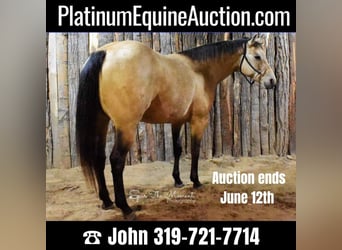 American Quarter Horse, Stute, 8 Jahre, 155 cm, Buckskin, in Libson IA,