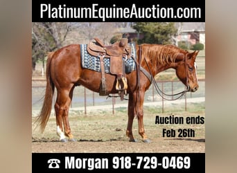 American Quarter Horse, Wallach, 9 Jahre, 147 cm, Rotfuchs, in Cleburne TX,