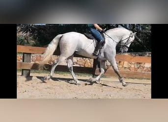 PRE, Stallion, 10 years, 16.1 hh, Gray, in Tarifa,