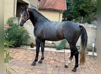 AES, Hengst, 3 Jaar, 171 cm, Schimmel, in Murska Soboda