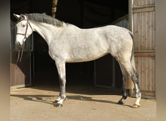 KWPN, Stute, 5 Jahre, 174 cm, Schimmel, in Geilenkirchen