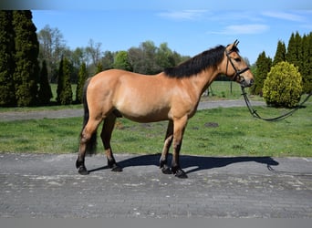 Felin Pony, Gelding, 4 years, 14.1 hh, Dun