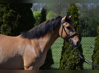 Felin Pony, Gelding, 4 years, 14.1 hh, Dun
