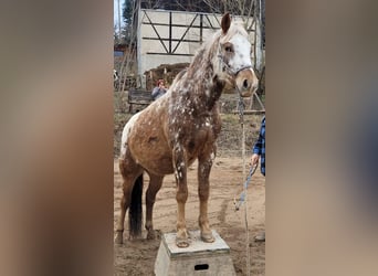 Felin Pony Mix, Gelding, 4 years, 14.1 hh, Leopard-Piebald