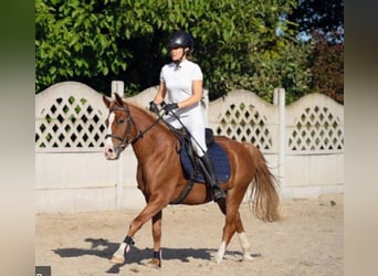 Felin Pony, Gelding, 4 years, 14 hh, Chestnut-Red